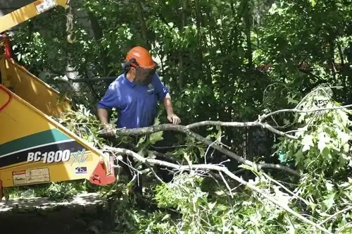tree services Hi-Nella
